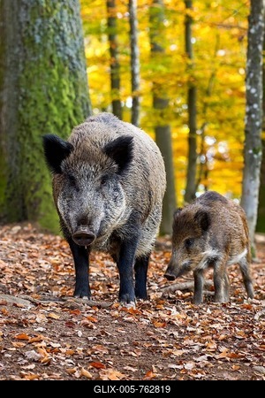 Wild Boars (Sus scrofa), Wildpark Daun game reserve, Vulkaneifel district, Rhineland-Palatinate, Germany, Europe-stock-foto