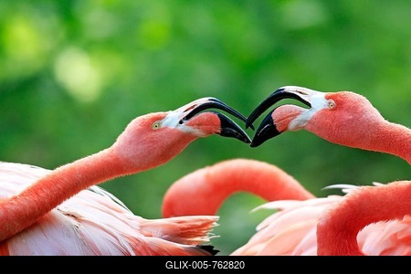 American Flamingos (Phoenicopterus ruber), pair, portrait, captive, Heidelberg, Baden-Württemberg, Germany-stock-foto