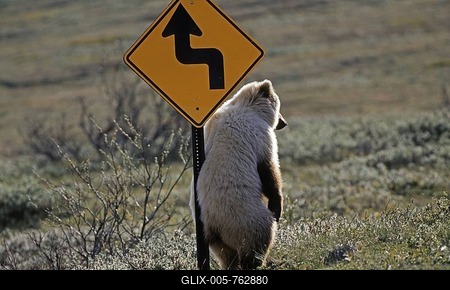 Brown Bear (Ursus arctos) scratching its back on a road sign, Denali National Park, Alaska, USA-stock-foto