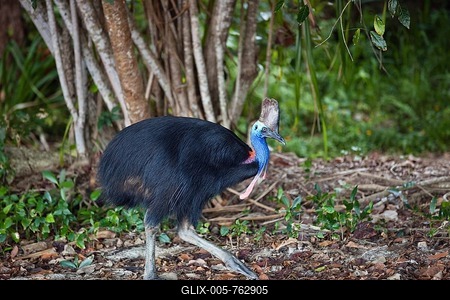 Cassowary (Casuarius Casuarius), female, rain forest, Moresby Range, Queensland, Australia-stock-foto