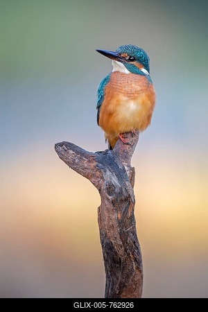 Kingfisher (Alcedo atthis) on a lookout post, Middle Elbe Biosphere Reserve, Saxony-Anhalt, Germany-stock-foto