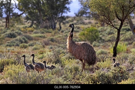 Emu (Dromaius novaehollandiae), adult male with chicks, New South Wales, Australia-stock-foto