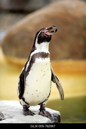 Humboldt Penguin or Peruvian Penguin (Spheniscus humboldti), adult, calling, Luisenpark, Mannheim, Baden-Württemberg, Germany-stock-foto