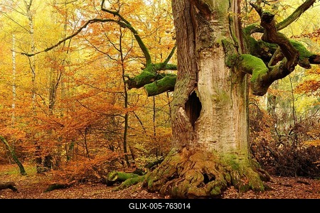 Kamineiche in autumn, hollow Oak (Quercus) covered with moss, Sababurg Jungle, Reinhardswald, Hesse, Germany-stock-foto