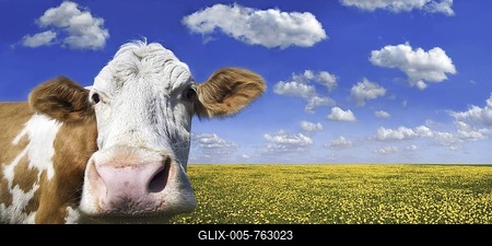 Cow standing on a meadow with dandelions against a blue sky with white clouds-stock-foto