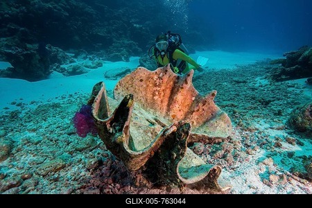 Diver looking at a dead Maxima Clam or Small Giant Clam (Tridacna maxima), Palau-stock-foto