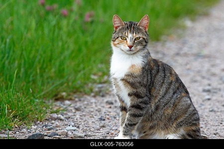 Cat (Felis silvestris catus) sits on a dirt road, Mecklenburg-Western Pomerania, Germany-stock-foto