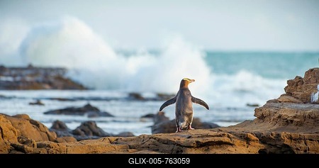 Yellow-eyed penguin, Hoiho (Megadyptes antipodes) on rock, drying its wings, Petrified Forest, Curio Bay, Southlands, South Island, New Zealand-stock-foto