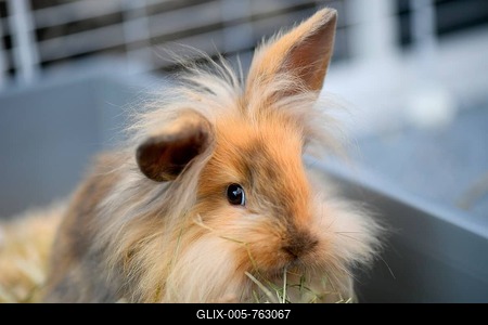 Lion head rabbit, young animal, 10 weeks, eats hay, Baden-Württemberg, Germany-stock-foto