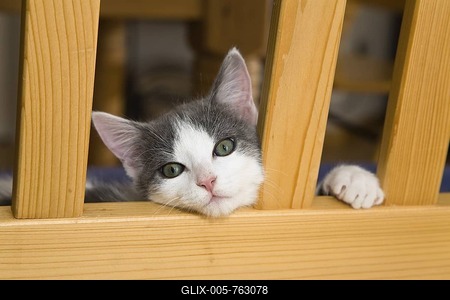 Dreaming kitten-stock-foto