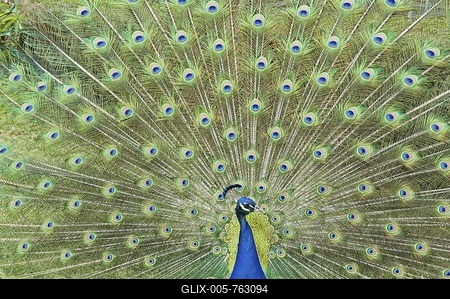Indian Peafowl (Pavo cristatus), Jardim Botanico, botanical garden, Funchal, Madeira, Portugal-stock-foto