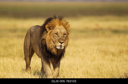 Lion (Panthera leo), older male, walking, Savuti, Chobe National Park, Botswana-stock-foto