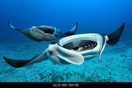Two Reef manta rays (Mobula alfredi) swims with open mouth over sandy bottom, from the front, Great Barrier Reef, Coral Sea, Pacific Ocean, Australia-stock-foto