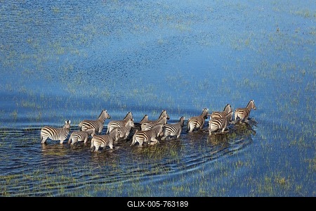 Burchell's Zebra (Equus quagga burchelli), in a freshwater marsh, aerial view, Okavango Delta, Moremi Game Reserve, Botswana-stock-foto