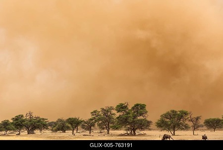 Blue Wildebeest (Connochaetes taurinus), at the edge of a sandstorm in the dry Nossob riverbed with camelthorn trees (Acacia erioloba), Kalahari Desert, Kgalagadi Transfrontier Park, South Africa-stock-foto