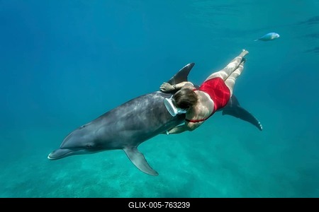 Female freediver with Bottlenose dolphin (Tursiops truncatus), The Dolphin Center, captive, Moorea, Windward Islands, French Polynesia, Pacific Ocean-stock-foto