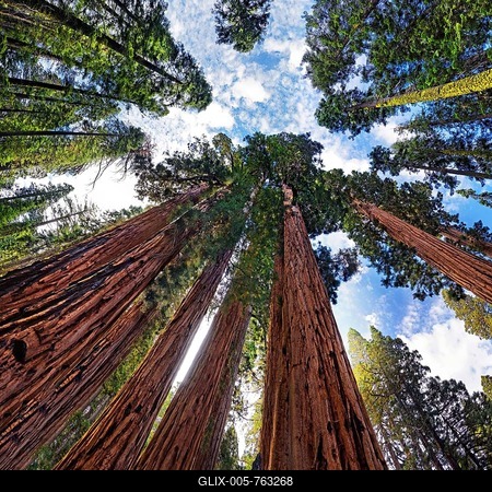 Giant sequoia trees (Sequoiadendron giganteum), frog perspective, the Giant Forest, Sequoia National Park, California, United States-stock-foto