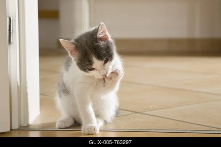 Kitten licking its paw-stock-foto