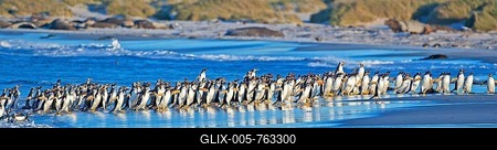 Gentoo penguins (Pygoscelis papua papua) getting out of the water, Falkland Islands, South Atlantic-stock-foto