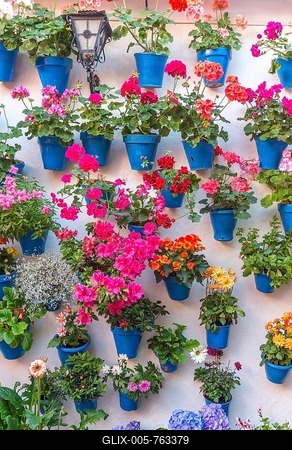 Many flowers in blue flowerpots on a house wall, Fiesta de los Patios, Córdoba, Andalucia, Spain-stock-foto
