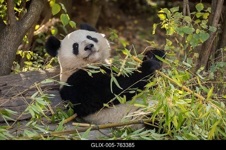 Giant panda (Ailuropoda melanoleuca), captive, juvenile feeding, occurrence China-stock-foto