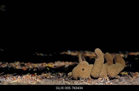 Teddy bear in the woods, symbolic image for child abuse, kidnapping-stock-foto