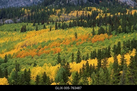 Mixed forest, Common Aspen (Populus tremula), Pine (Pinus) and Spruce trees (Picea) in Kananaskis, Alberta, Canada-stock-foto