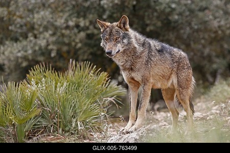 Iberian Wolf (Canis lupus lupus), Antequera, Spain-stock-foto