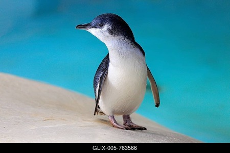 Little penguin (Eudyptula minor), adult, on the beach, Kangaroo Island, South Australia, Australia-stock-foto