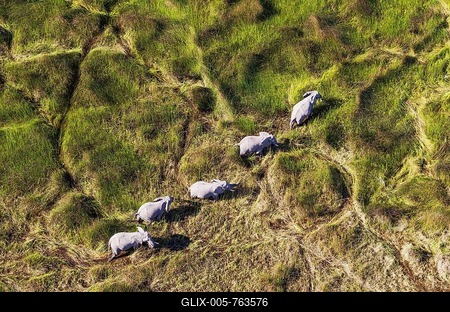 African Elephants (Loxodonta africana), cows, feeding in a freshwater marsh, aerial view, Okavango Delta, Botswana-stock-foto