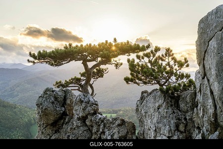 European black pine on rocks in the evening backlight, Peilstein, Schwarzensee, Lower Austria, Austria-stock-foto