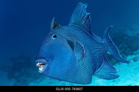 Blue triggerfish (Pseudobalistes fuscus), Red Sea, Egypt-stock-foto