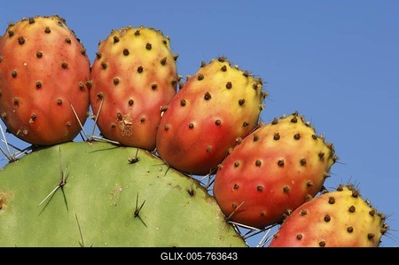 Prickly pear in Sardinia, Italy-stock-foto