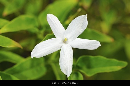 Common Jasmine (Jasminum officinale), flowering-stock-foto