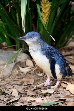 Little penguin (Eudyptula minor), adult, Kangaroo Island, South Australia, Australia-stock-foto