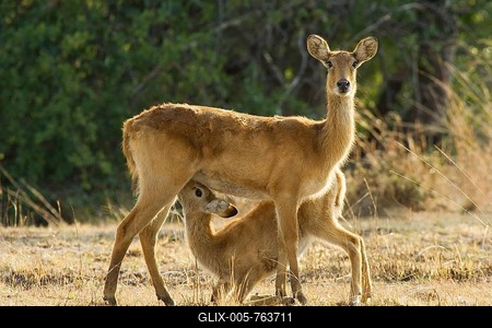Puku (Kobus vardonii), female with suckling lamb, Kafue National Park, Zambia-stock-foto