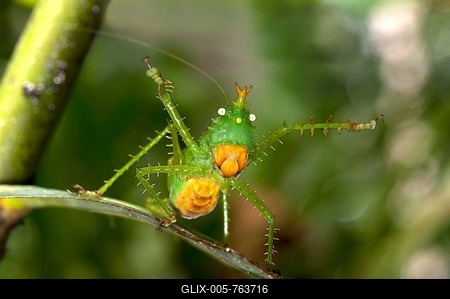 Threatening pose of a Spiny Devil Bush cricket (Panacanthus cuspidatus), Tiputini rain forest, Yasuni National Park, Ecuador-stock-foto