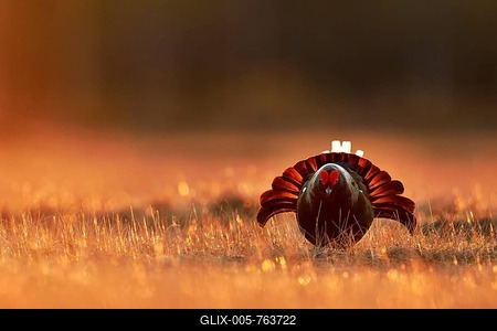 Black grouse, also blackgame or blackcock (Lyrurus tetrix) courting male, Hedmark, Norway-stock-foto