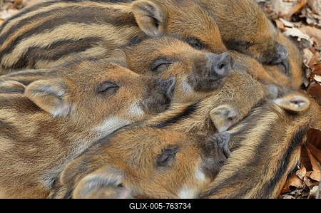 Wild boar (Sus scrofa), piglets warming each other, portrait, captive, North Rhine-Westphalia, Germany-stock-foto