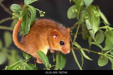 Hazel Dormouse (Muscardinus avellanarius), Schwaz, Tyrol, Austria, Europe-stock-foto