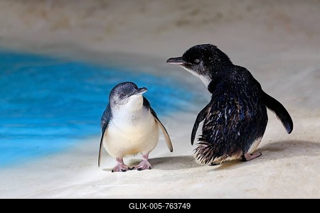 Little penguins (Eudyptula minor), on the beach, Kangaroo Island, South Australia, Australia-stock-foto