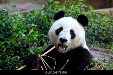 Giant Panda (Ailuropoda melanoleuca) adult, feeding, Asia-stock-foto