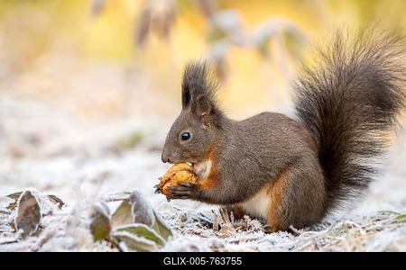 Eurasian red squirrel (Sciurus vulgaris), sits on the ground and eats walnut, hoarfrost, Tyrol, Austria-stock-foto
