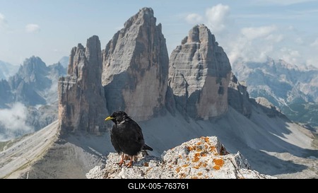Alpine Chough (Pyrrhocorax graculus) sits on rocks, north faces of the Three Peaks, Sesto Dolomites, South Tyrol, Trentino-South Tyrol, Alto-Adige, Italy-stock-foto