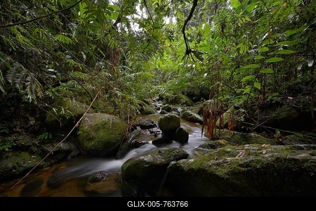 Stream in the rainforest of Marojejy, Madagascar-stock-foto