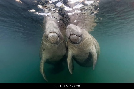 Pair of West Indian manatees (Trichechus manatus) on the water surface, Three Sisters Springs, Manatee Conservation Area, Crystal River, Florida, USA-stock-foto