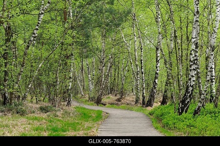 Boardwalk through the birch forest in the Venner Moor Nature Reserve, North Rhine-Westphalia, Deuschland-stock-foto