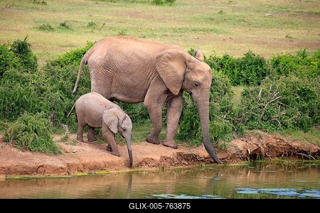 African Elephants (Loxodonta africana), adult female with young by the water, drinking, Addo Elephant National Park, Eastern Cape, South Africa-stock-foto
