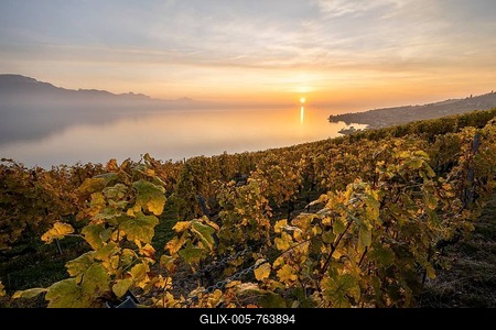 View of vineyards and Lake Geneva from the winegrowing village of Epesses, sunset, UNESCO World Heritage Site Lavaux, Vaud, Switzerland-stock-foto