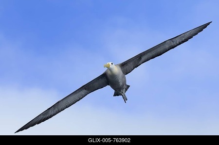 Galapagos Albatross (Diomedea irrorata), Espanola Island, Galapagos, Ecuador, South America-stock-foto